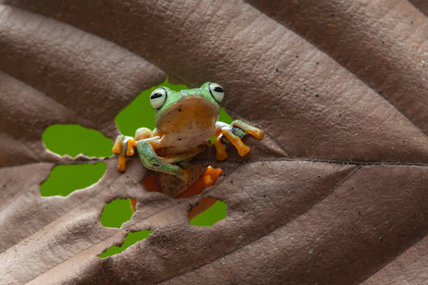 istock Beautiful Flying Frog in Nature Place 1490850926