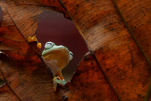 istock Beautiful Flying Frog in Nature Place 1490850929
