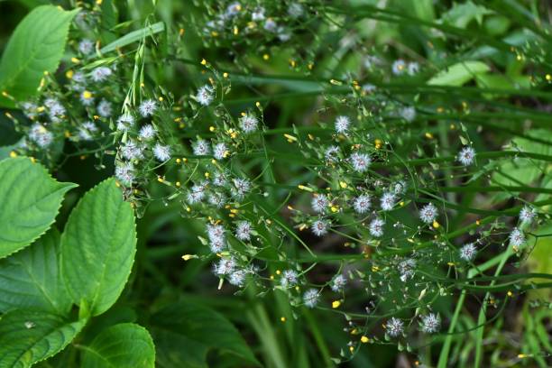 barba de halcón falsa oriental ( youngia japonica ) pelusa y aquenio. - achene fotografías e imágenes de stock