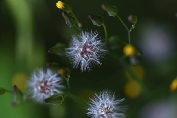 восточная ложная ястребиная борода ( youngia japonica ) пух и семянка. - achene стоковые фото и изображения