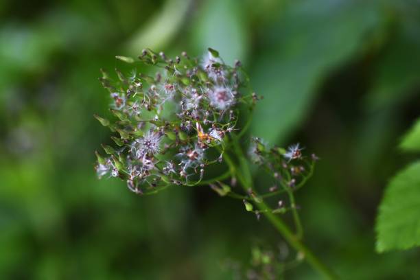 oriental false hawksbeard ( youngia japonica ) fluff and achene. - achene imagens e fotografias de stock