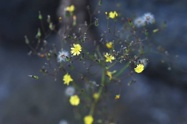 falso embrico orientale ( youngia japonica ) fluff e achenio. - achene foto e immagini stock