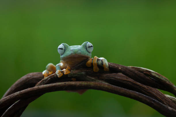 istock Beautiful Flying Frog in Nature Place 1490852481