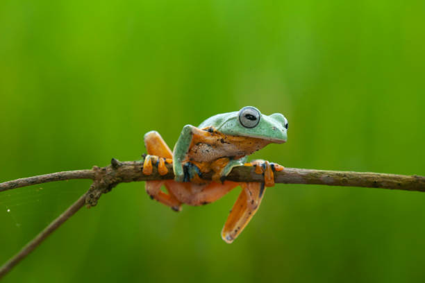 istock Beautiful Flying Frog in Nature Place 1490852484