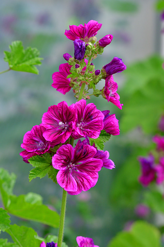 Malva mauritiana / Malva sylvestris, commonly called Common Mallow, is an erect, bushy, perennial flower spikes adorned with 5-petaled, pink flower with striking raspberry-purple veins. Blooming from late spring to early summer in Japan, the flowers are produced in abundance in the leaf axils.\nCommon mallow is used traditionally as a herbal medicine for asthma, bronchitis, coughing, throat infection and other treatment. The dried flowers and extracts are used in tea blends and over-the--counter medication for a relief of cough.