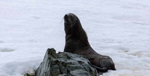 istock The Antarctic fur seal (Arctocephalus gazella) 1490852940