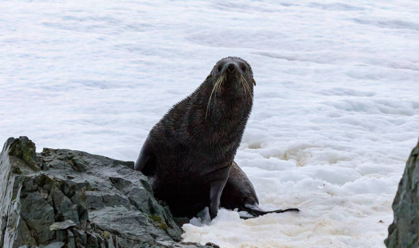 istock The Antarctic fur seal (Arctocephalus gazella) 1490853066