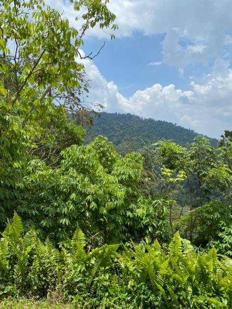 istock Natural hills garden with sky 1490853350