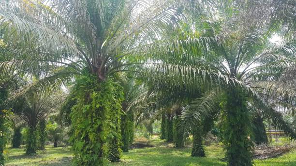 istock View of palm oil plantation 1490854557