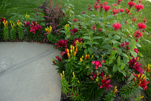 Red lilies and bee balm flowers and roses in bloom along sidewalk.