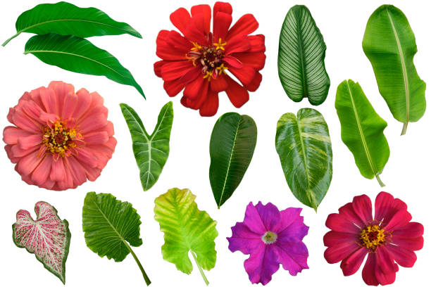 Flower and  tropical green leaves isolated on white background