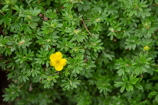 single Yellow flowering in bloom, of a shrub up close. Dasiphora Fruitcosa Also known as shrubby cinquefoil, golden hardtack, bush cinquefoil, shrubby five finger, tundra rose and windy.