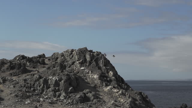 flock of Pelicans flying along the rugged coast line of the pacific ocean at the edge of the Atacama desert.