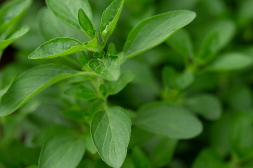 Fresh organic oregano herb close up