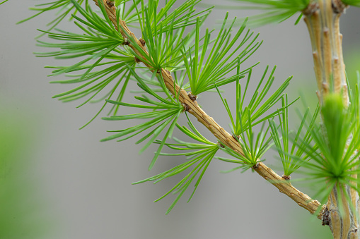 Decorative dwarf tree larch Nidiformis Picea abies Nidiformis. Branches from spring.