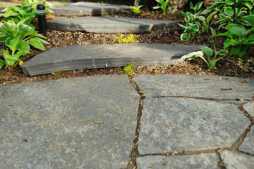 Row of hosts beside stepping stone path.\nHosta are widely cultivated as shade-tolerant plants