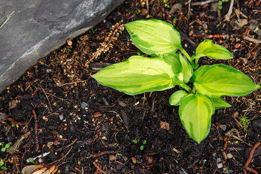Hosta are widely cultivated as shade-tolerant plants