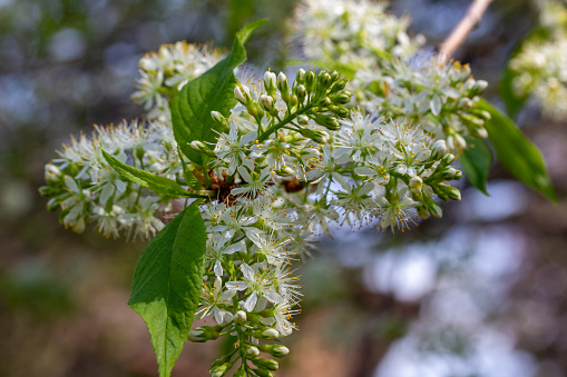 This image shows a macro abstract texture background of feathery white blooming flowers on an amur cherry (prunus maackii) tree.