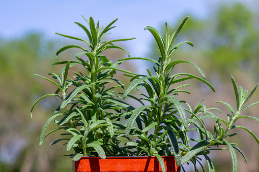 This image shows a sunny outdoor close-up view of a potted rosemary herb plant (salvia rosmarinus) in a red nursery pot.