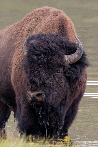 American Buffalo bison bull in Yellowstone River in Hayden Valley in Yellowstone National Park United States