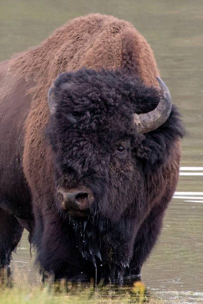 American Buffalo bison bull in Yellowstone River in Hayden Valley in Yellowstone National Park United States stock photo