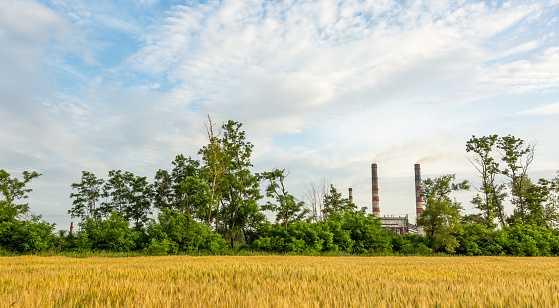 Pipes of a metallurgical plant pollute the air near a field of wheat and green trees