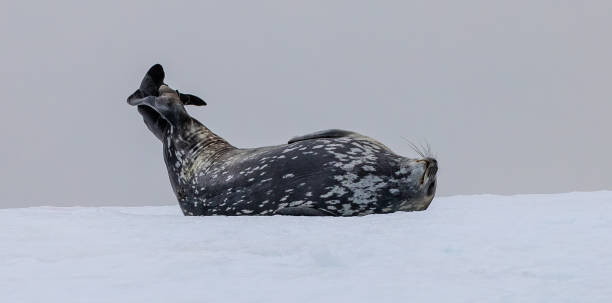 istock Weddell Seal in Antarctica 1490859191