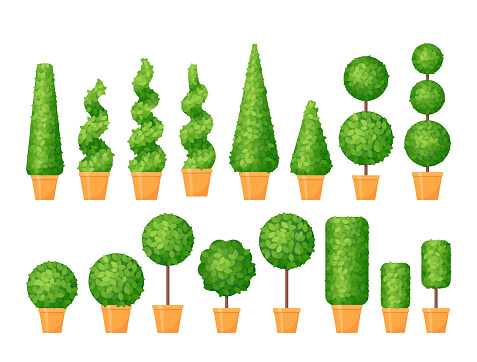 Topiary in pot. Shrub boxwood for parks and outdoors. Set of hedge in different shapes. Potted decorative trees. Garden evergreen bushes. Dwarf green shrubberies. Vector illustration. Flat design.