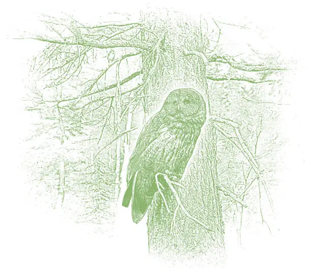 Vector illustration of Great Gray Owl