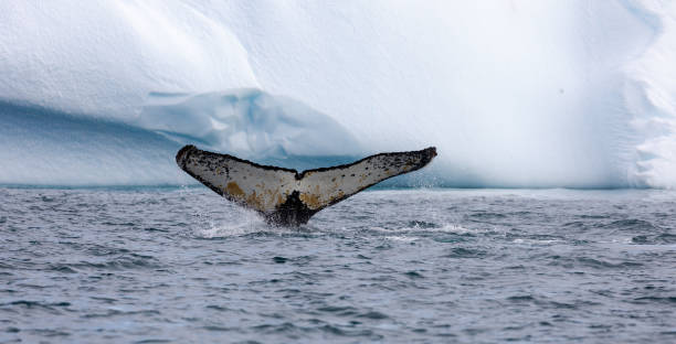 istock Humpback Whales in Orne Harbour in Antarctica 1490860099