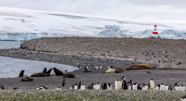 istock Southern Elephant Seals in Yankee Harbour, Antarctica 1490860992