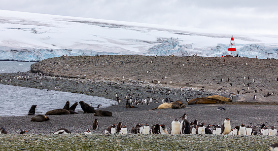 Southern Elephant Seals on the shoreline of Yankee Harbour in Antarctica