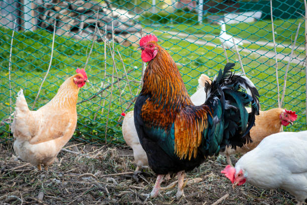 istock Chickens in a chicken coop with a fence in the background 1490861223