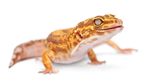 istock Albino Orange Leopard gecko, Eublepharis macularius, in front of white 149086143