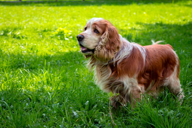 istock English Cocker Spaniel playing in a clearing. Close-up 1490861532