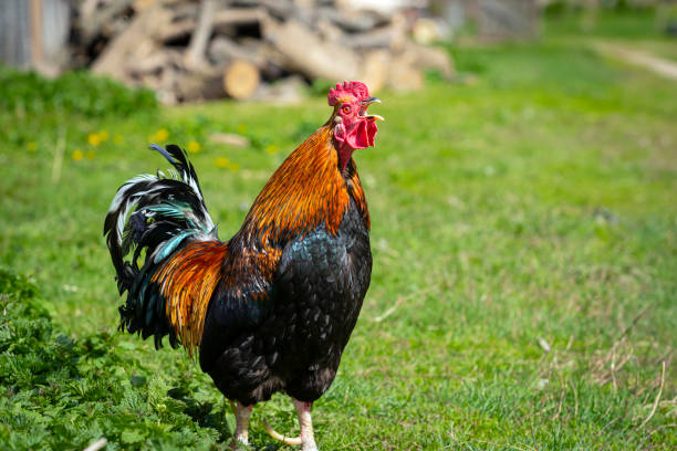 istock A multicolored rooster walks around the village. 1490861638
