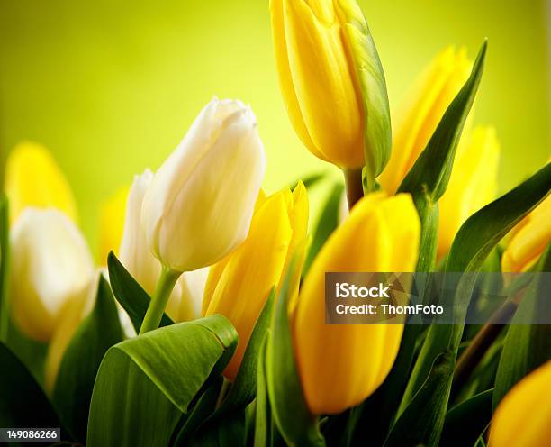 Yellow And White Tulip Flowers With Green Copy Space Stock Photo - Download Image Now