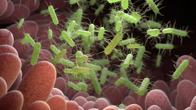 Pathogenic Salmonella bacteria