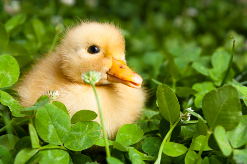 Baby duckling in a field of clover