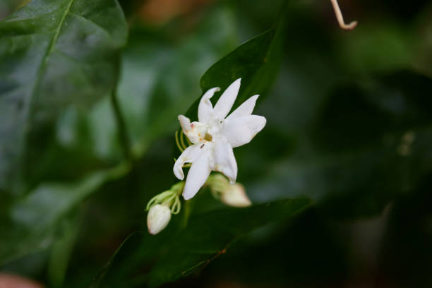 istock Close-up of Jasmine flower blooming on green leaf background 1490865995