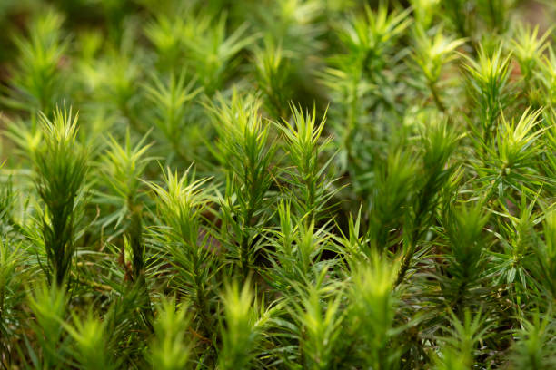 istock Common hairmoss close up photo 1490866186