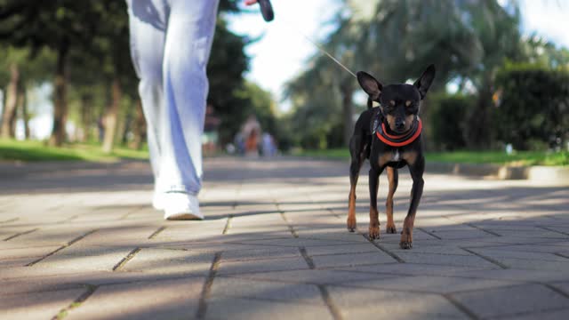 Woman walks with her little toy terrier dog in city park