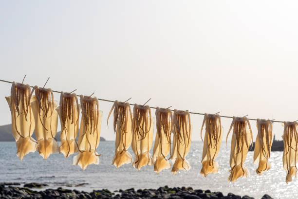 istock Squid drying in the sea breeze 1490867148