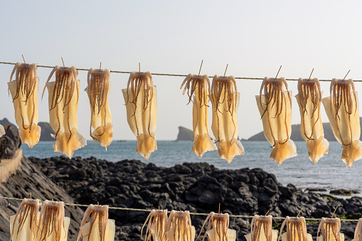 Squids being naturally half-dried by the sea breeze