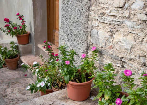 istock Flowers in pots on a stone wall in the old town 1490868702