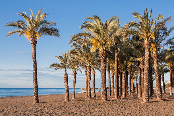 Palm trees Palms on the beach in Torremolinos - Costa del Sol. torremolinos beach stock pictures, royalty-free photos & images