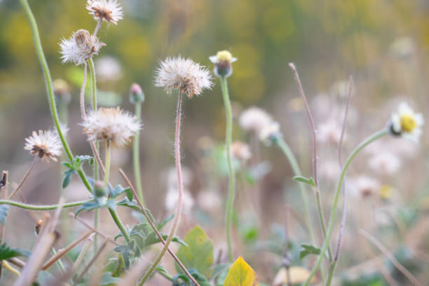 istock Grass field background, wild flowers with blurred background 1490869421