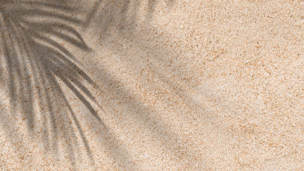 istock Sand Texture Background with Coconut Palm leaves Shadow, Nature Beach Sandy with tropical leaf overlay,Top view Desert sand done,Horizontal banner Summer vacation, holiday background concept 1490869450