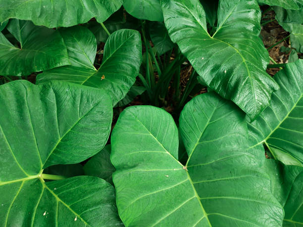 istock a bunch of thriving green taro leaves 1490870889