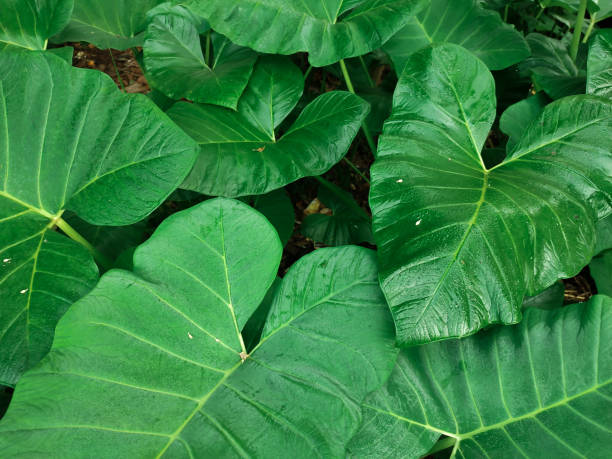 istock a bunch of thriving green taro leaves 1490870934